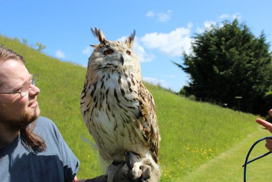 Talon Falconry