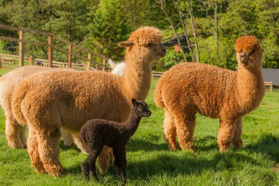 Alpaca Alpaca At Leven Valley