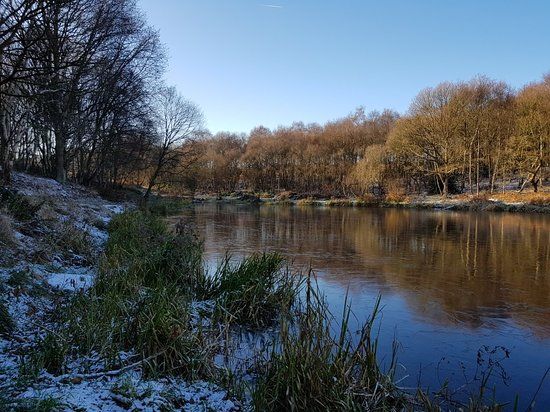 Wombwell Woods