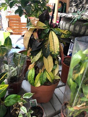 Colne Valley Garden Centre