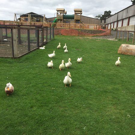 Brimham Rocks Adventure Farm