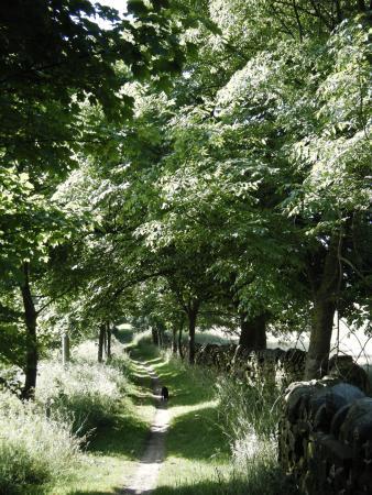 North Cliffe Woods
