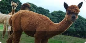 Mayfield Alpacas