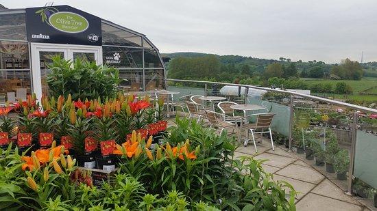The Olive Tree Bistro Cafe