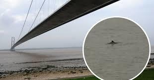 Hessle Foreshore