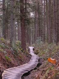 Dalby Forest