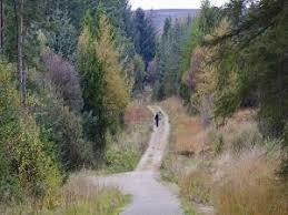 Broxa Forest