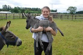 The Wonkey Donkey