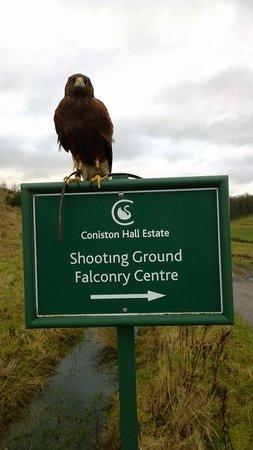 Coniston Falcon Centre