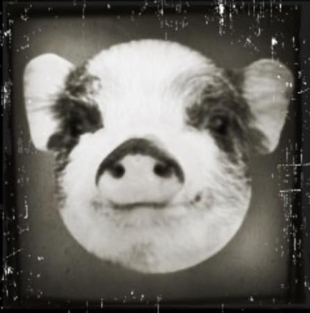 Curious Pig