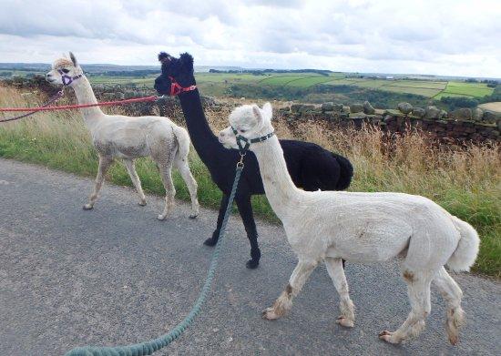 The Alpaca Hut
