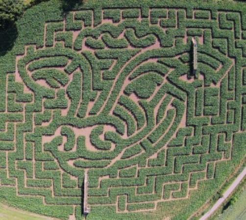 Maize Maze at Cawthorne