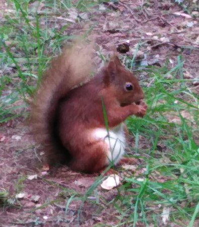 Snaizeholme Red Squirrel Trail