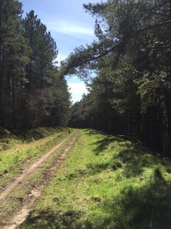 Broxa Forest