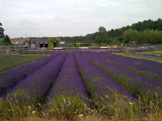 Wolds Way Lavender