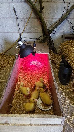 Little Owl Farm